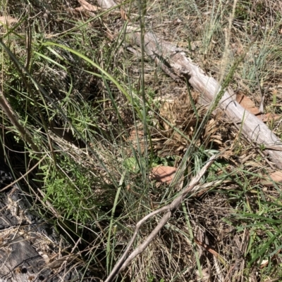 Poaceae (family) (Unidentified Grass) at Gossan Hill - 30 Oct 2023 by lyndallh