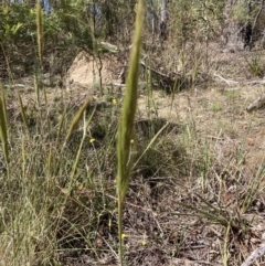 Austrostipa densiflora (Foxtail Speargrass) at Point 5828 - 30 Oct 2023 by lyndallh