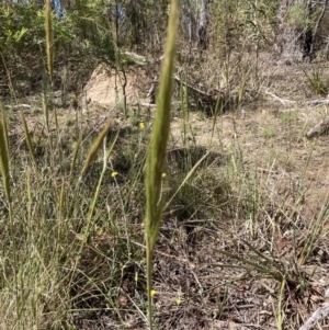 Austrostipa densiflora at Bruce, ACT - 31 Oct 2023