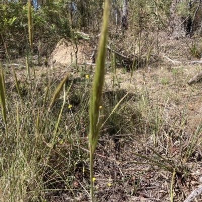 Austrostipa densiflora (Foxtail Speargrass) at Gossan Hill - 30 Oct 2023 by lyndallh