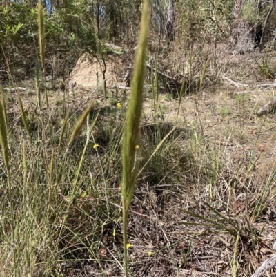 Austrostipa densiflora (Foxtail Speargrass) at Bruce, ACT - 30 Oct 2023 by lyndallh