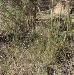 Austrostipa densiflora at Bruce, ACT - 31 Oct 2023