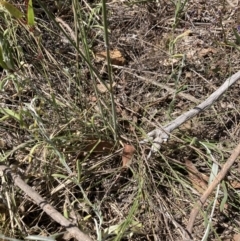 Austrostipa densiflora at Bruce, ACT - 31 Oct 2023