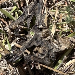 Pteropus poliocephalus at Kangaroo Valley, NSW - suppressed