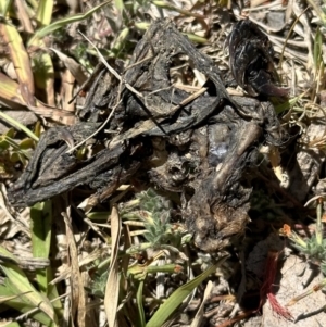 Pteropus poliocephalus at Kangaroo Valley, NSW - suppressed