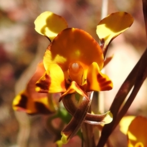 Diuris semilunulata at Coree, ACT - suppressed