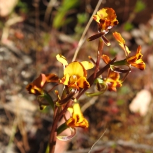 Diuris semilunulata at Coree, ACT - suppressed