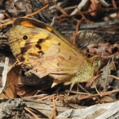 Heteronympha merope (Common Brown Butterfly) at Wanniassa, ACT - 29 Oct 2023 by JohnBundock