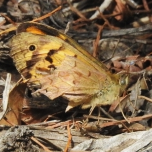 Heteronympha merope at Wanniassa, ACT - 30 Oct 2023