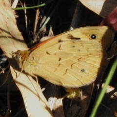 Heteronympha merope (Common Brown Butterfly) at Coree, ACT - 31 Oct 2023 by JohnBundock