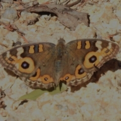 Junonia villida (Meadow Argus) at Lower Cotter Catchment - 30 Oct 2023 by JohnBundock