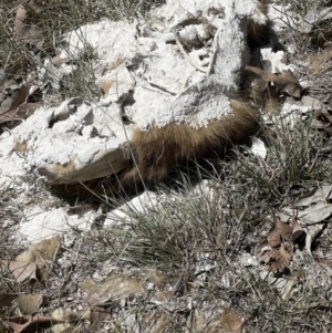 Vombatus ursinus at Kangaroo Valley, NSW - suppressed