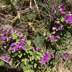 Polygala myrtifolia (Myrtle-leaf Milkwort) at Deakin, ACT - 31 Oct 2023 by Jenny54