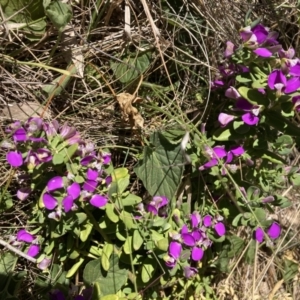 Polygala myrtifolia at Deakin, ACT - 31 Oct 2023