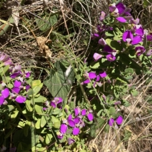 Polygala myrtifolia at Deakin, ACT - 31 Oct 2023 01:38 PM