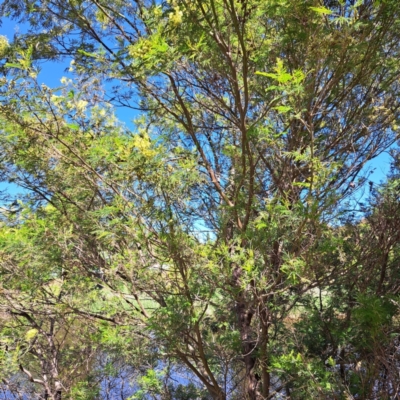 Acacia mearnsii (Black Wattle) at Queanbeyan East, NSW - 30 Oct 2023 by abread111