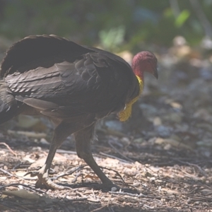 Alectura lathami at Wellington Point, QLD - 31 Oct 2023