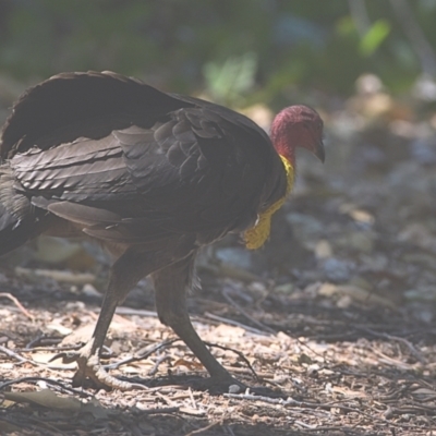 Alectura lathami (Australian Brush-turkey) at Wellington Point, QLD - 31 Oct 2023 by PJH123