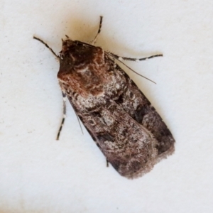 Agrotis porphyricollis at Hughes, ACT - 31 Oct 2023