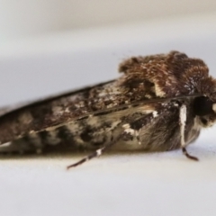 Agrotis porphyricollis at Hughes, ACT - 31 Oct 2023