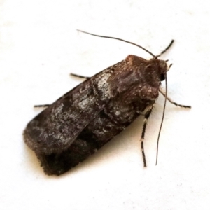 Agrotis porphyricollis at Hughes, ACT - 31 Oct 2023