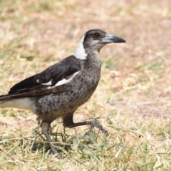 Gymnorhina tibicen (Australian Magpie) at Wellington Point, QLD - 30 Oct 2023 by PJH123