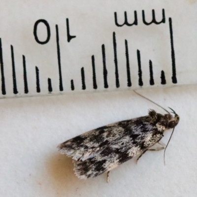 Barea codrella (A concealer moth) at Hughes, ACT - 31 Oct 2023 by LisaH