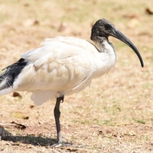 Threskiornis molucca at Wellington Point, QLD - 31 Oct 2023 10:21 AM