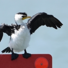 Microcarbo melanoleucos (Little Pied Cormorant) at Wellington Point, QLD - 30 Oct 2023 by PJH123