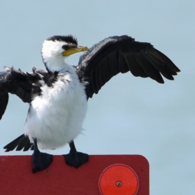 Microcarbo melanoleucos (Little Pied Cormorant) at Wellington Point, QLD - 31 Oct 2023 by PJH123