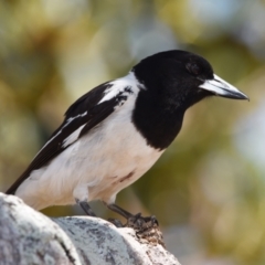 Cracticus nigrogularis (Pied Butcherbird) at Wellington Point, QLD - 30 Oct 2023 by PJH123