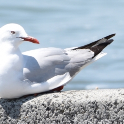 Chroicocephalus novaehollandiae (Silver Gull) at Wellington Point, QLD - 31 Oct 2023 by PJH123