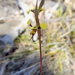 Diuris sulphurea (Tiger Orchid) at Chapman, ACT - 31 Oct 2023 by BethanyDunne