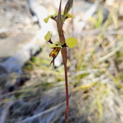 Diuris sulphurea (Tiger Orchid) at Chapman, ACT - 31 Oct 2023 by BethanyDunne
