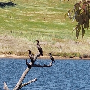 Phalacrocorax carbo at Moorwatha, NSW - 31 Oct 2023