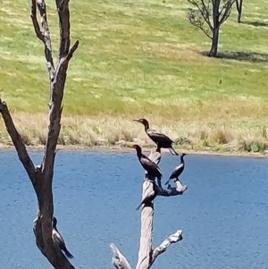 Phalacrocorax carbo at Moorwatha, NSW - 31 Oct 2023
