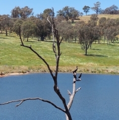 Phalacrocorax carbo at Moorwatha, NSW - 31 Oct 2023