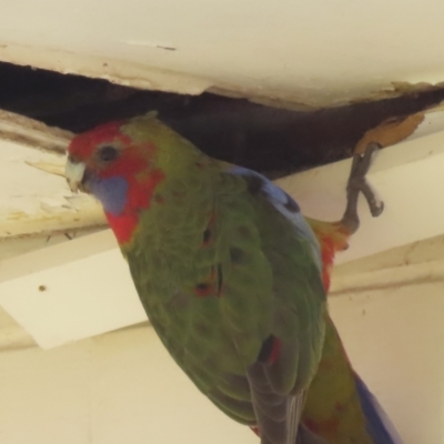 Platycercus elegans (Crimson Rosella) at Narrabundah, ACT - 13 Sep 2023 by RobParnell