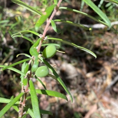 Persoonia mollis subsp. ledifolia at Morton National Park - 5 Oct 2023 by Tapirlord