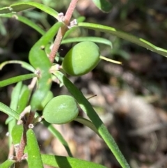 Persoonia mollis subsp. ledifolia at Fitzroy Falls, NSW - 5 Oct 2023