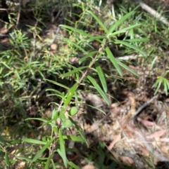 Persoonia mollis subsp. ledifolia at Fitzroy Falls, NSW - 5 Oct 2023 12:10 PM