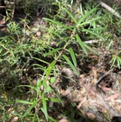 Persoonia mollis subsp. ledifolia at Fitzroy Falls, NSW - 5 Oct 2023