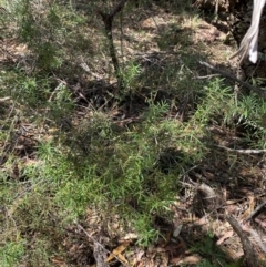 Persoonia mollis subsp. ledifolia at Fitzroy Falls, NSW - 5 Oct 2023 12:10 PM