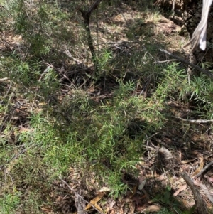 Persoonia mollis subsp. ledifolia at Fitzroy Falls, NSW - 5 Oct 2023