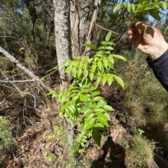 Pandorea pandorana (Wonga Wonga Vine) at Morton National Park - 5 Oct 2023 by Tapirlord