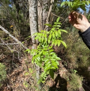 Pandorea pandorana at Fitzroy Falls, NSW - 5 Oct 2023