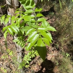 Pandorea pandorana at Fitzroy Falls, NSW - 5 Oct 2023