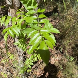 Pandorea pandorana at Fitzroy Falls, NSW - 5 Oct 2023