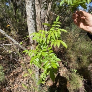 Pandorea pandorana at Fitzroy Falls, NSW - 5 Oct 2023