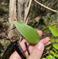 Smilax glyciphylla (Native Sarsaparilla) at Fitzroy Falls, NSW - 5 Oct 2023 by Tapirlord